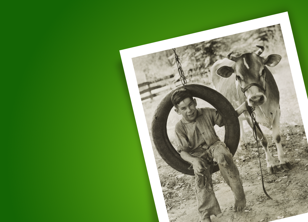genealogy dude on swing with cow