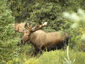 photo of a Bull moose in Denali National Park