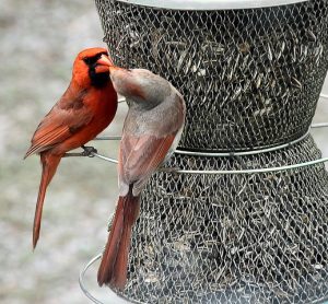Photo of male and female cardinals courtesy of Lok52.