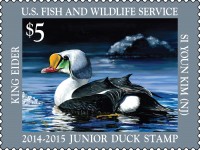 Jr Duck Stamp 2014-2015