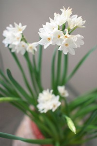 Paperwhites grown indoors. Photo courtesy of Stephanie Fink.
