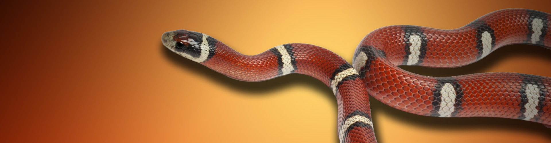 snake featured 1920x500