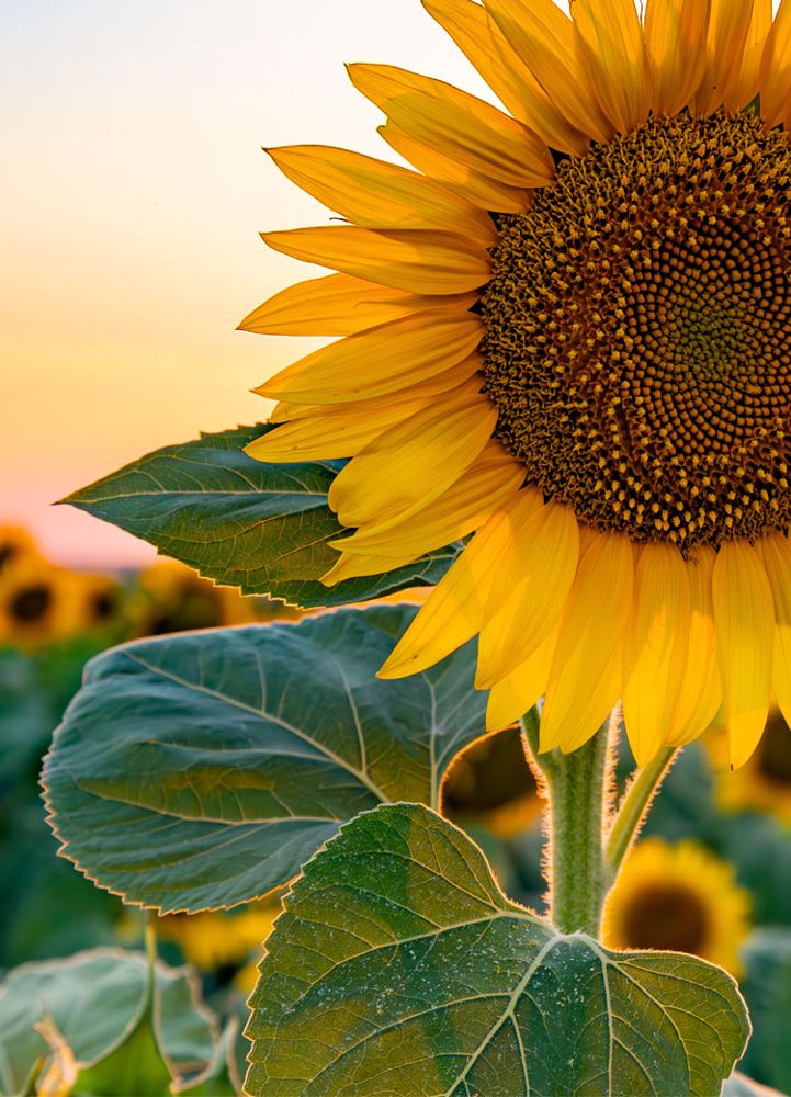 Sunflower Mobile