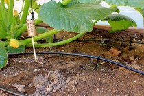 This is one type of drip irrigation system.