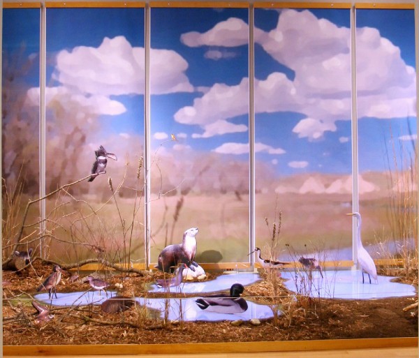 wetland environment in gallery