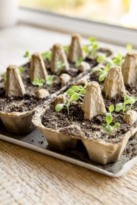 egg carton plants
