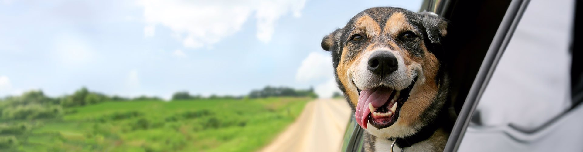 dog in a car on a road trip