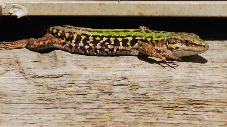 A color photograph showing an Italian Wall Lizard with bright green stripes on its back and brown spots on its side