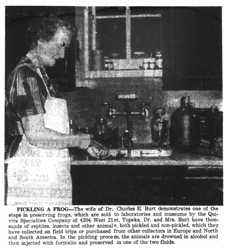 A black and white image from a newspaper showing Mrs. May Burt preparing a wet specimen for Quivira Specialties