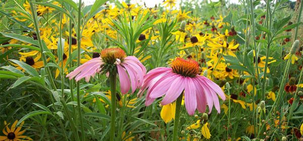 flowers
