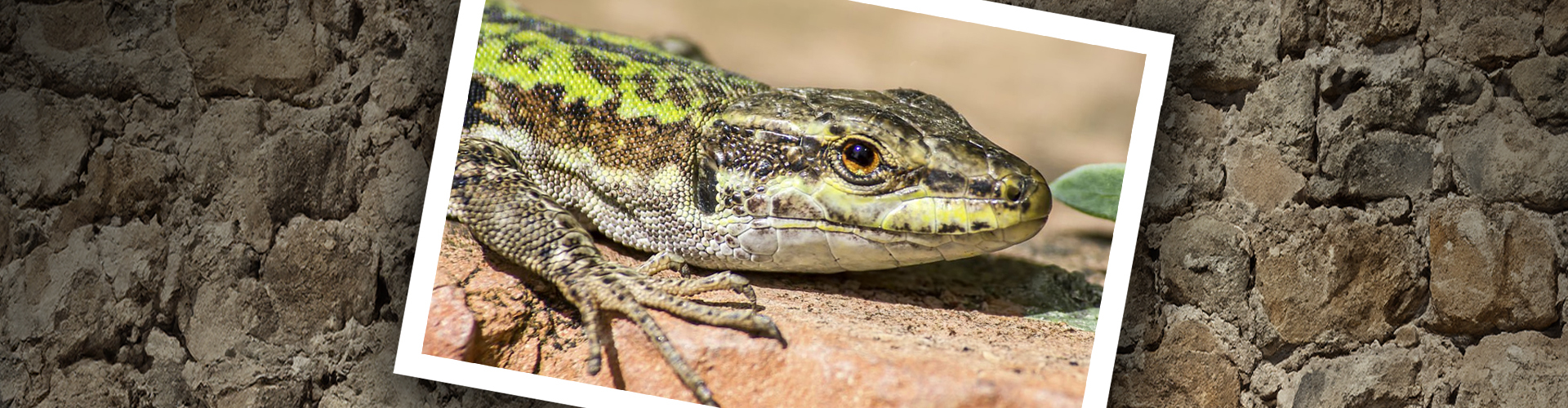 Creature Feature: Italian Wall Lizard - Topeka & Shawnee County Public  Library