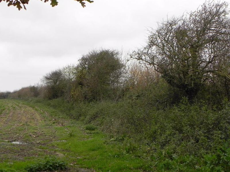 A color photograph of a typical French hedgerow 