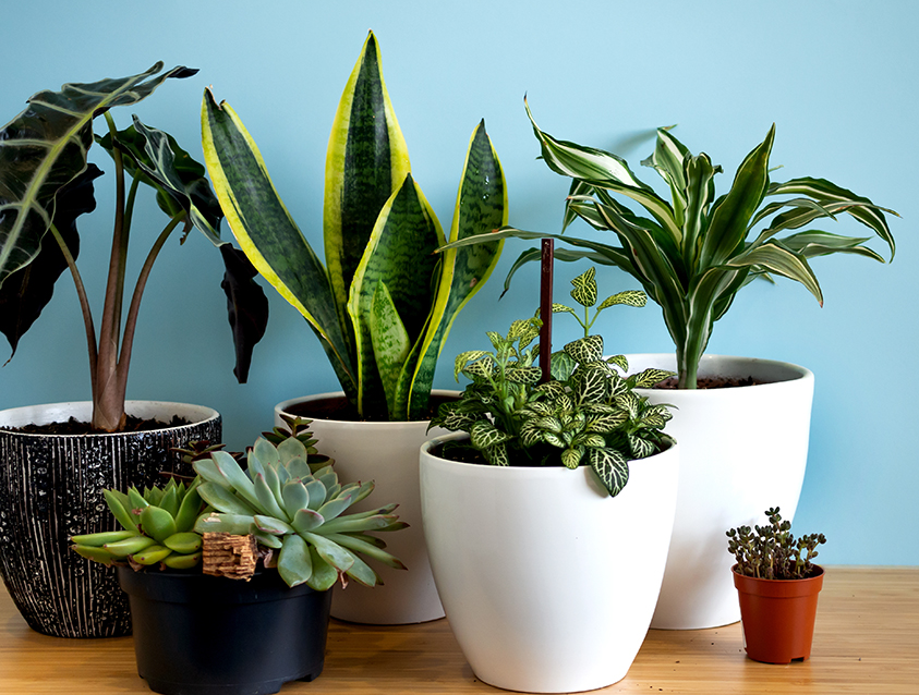 houseplants