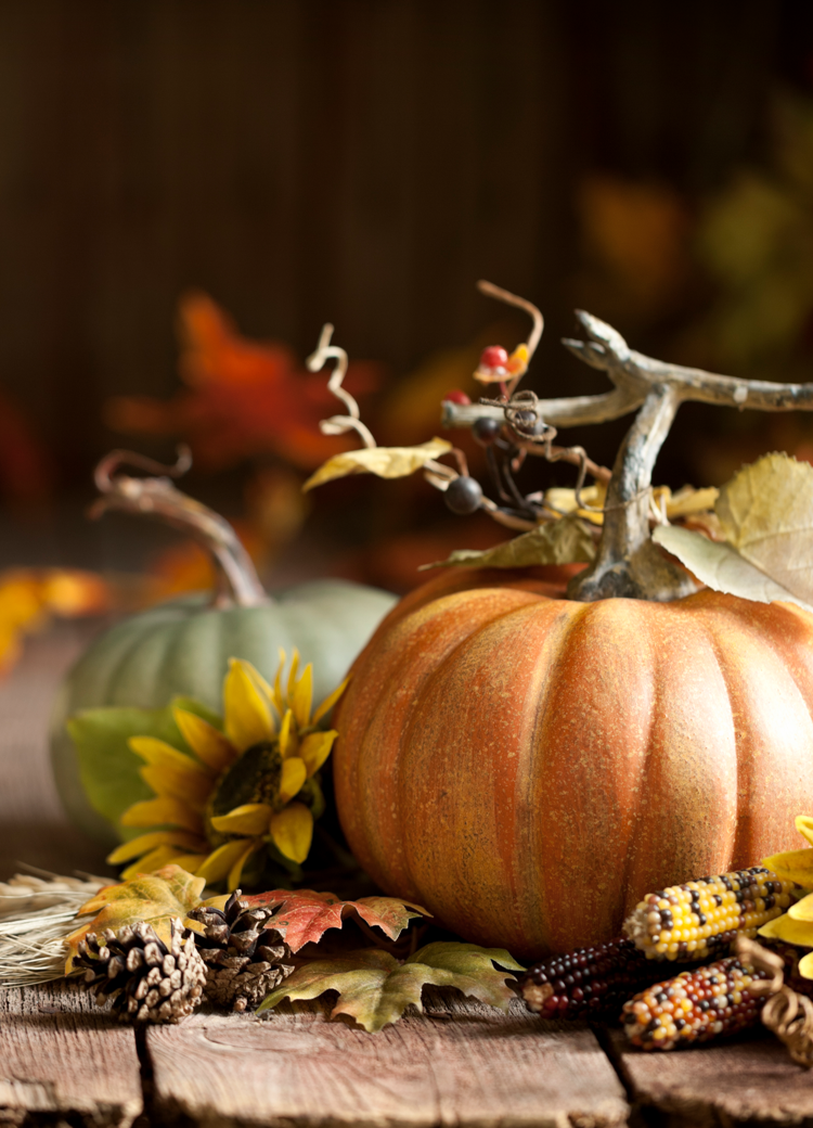 fall search mobile