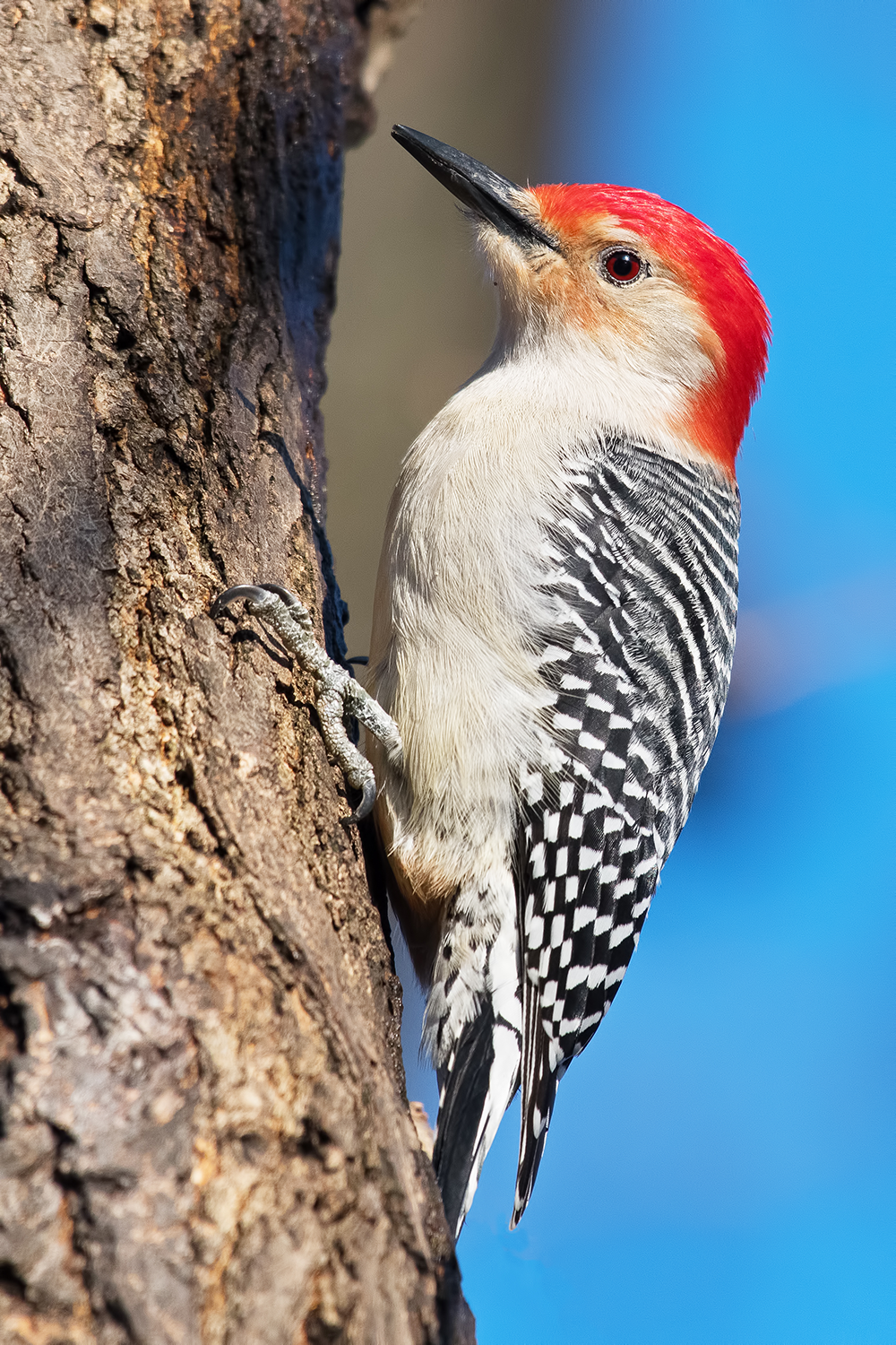 woodpecker