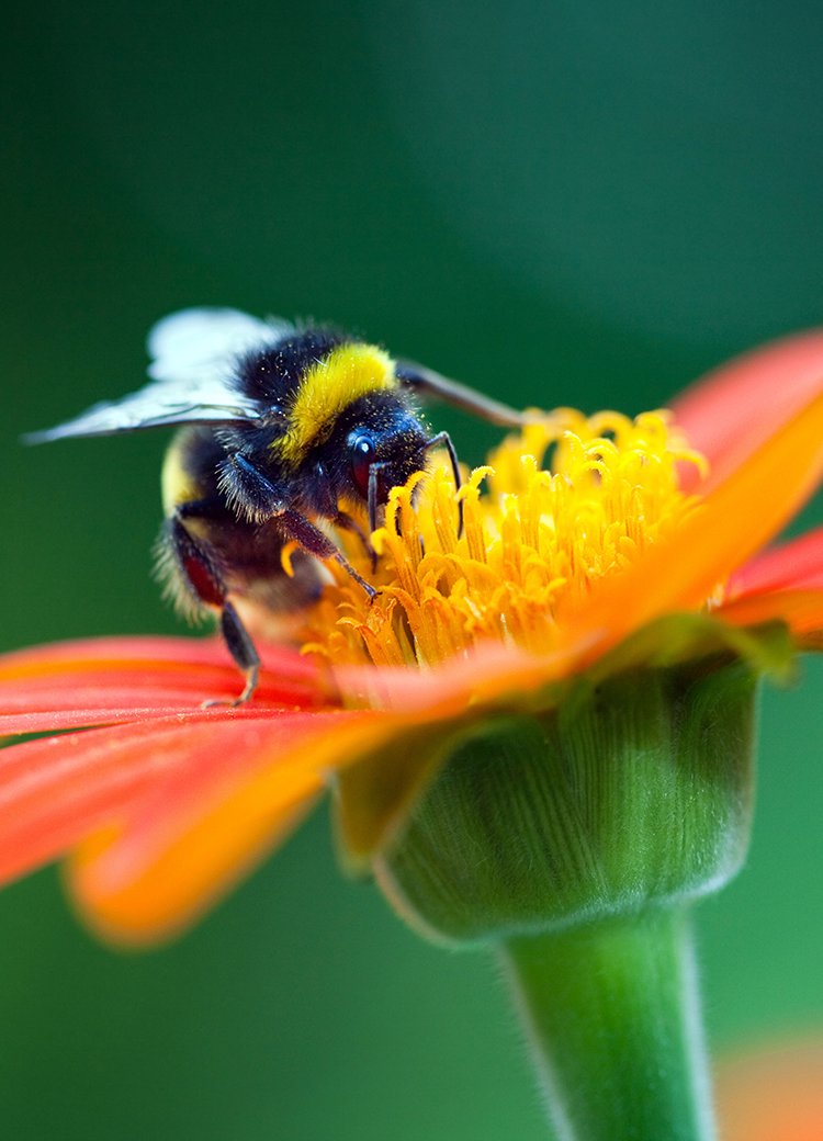 bee on flower
