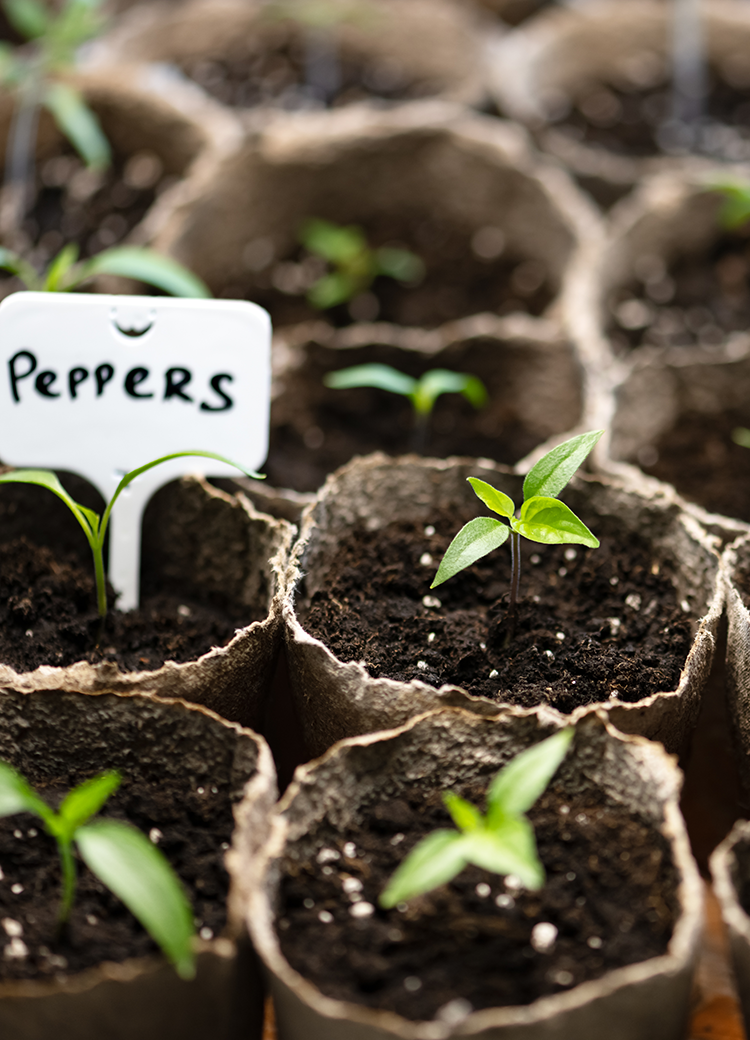 starter plants