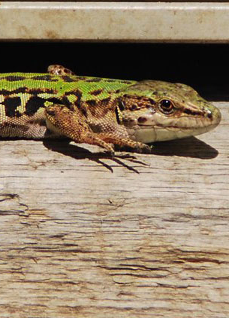 lizard