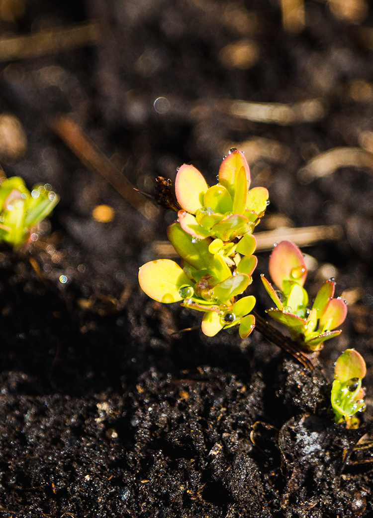 sprouting plant