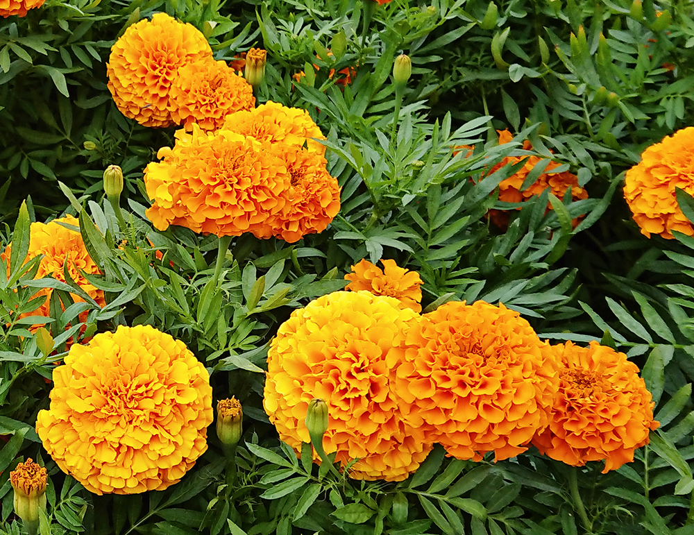Marigolds