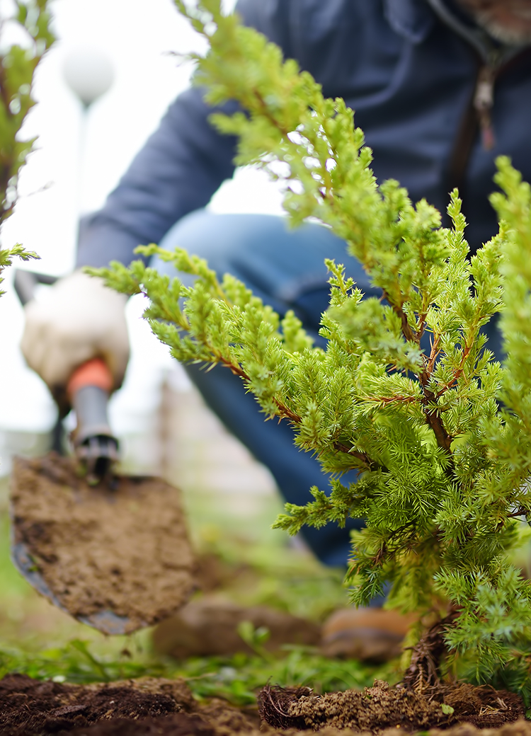 planting shrub