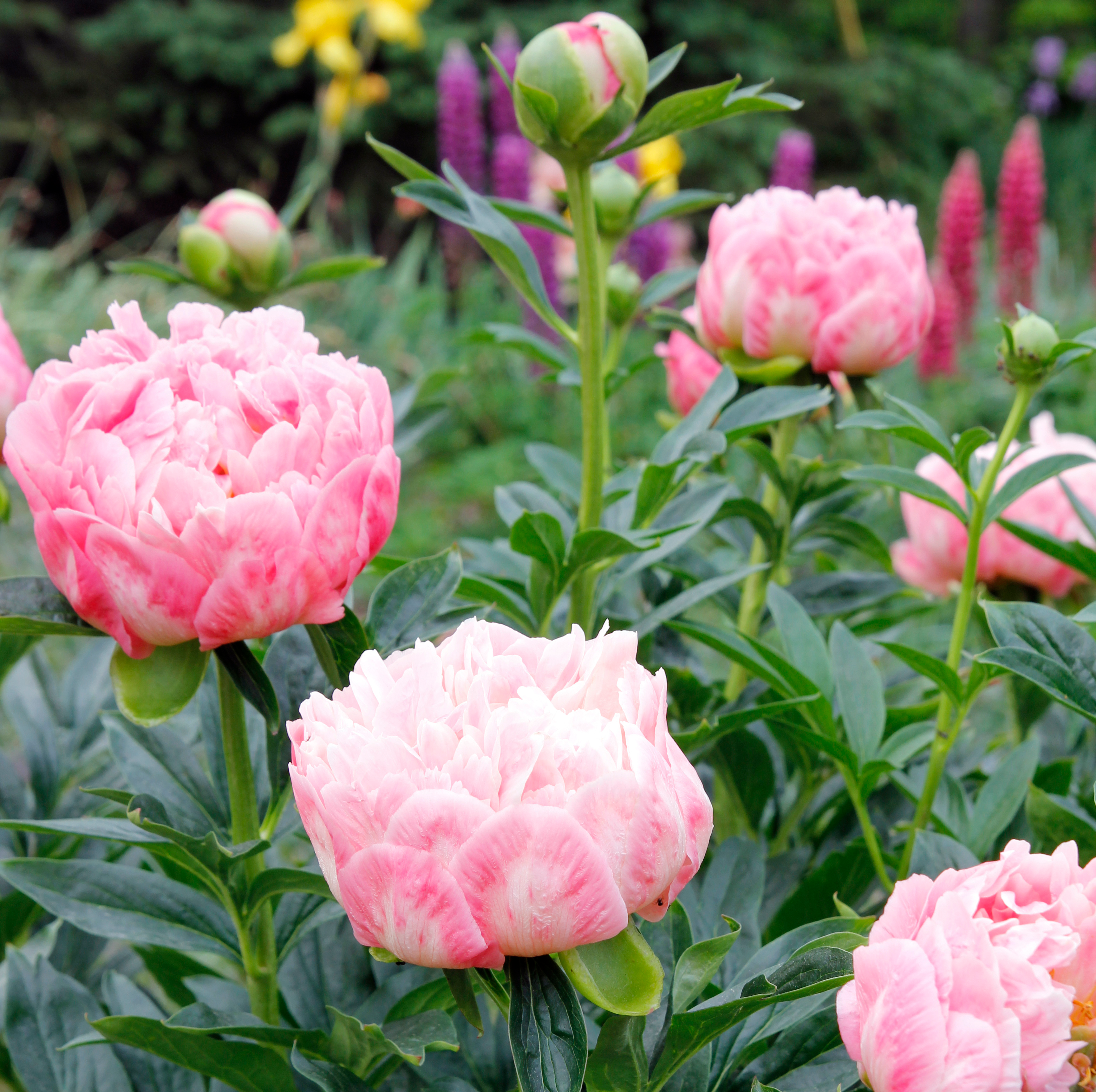 peonies