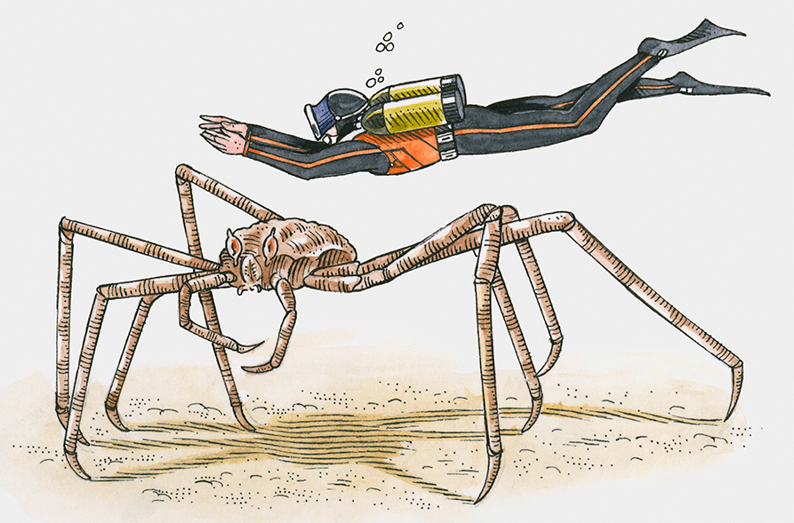 spder crab illustration