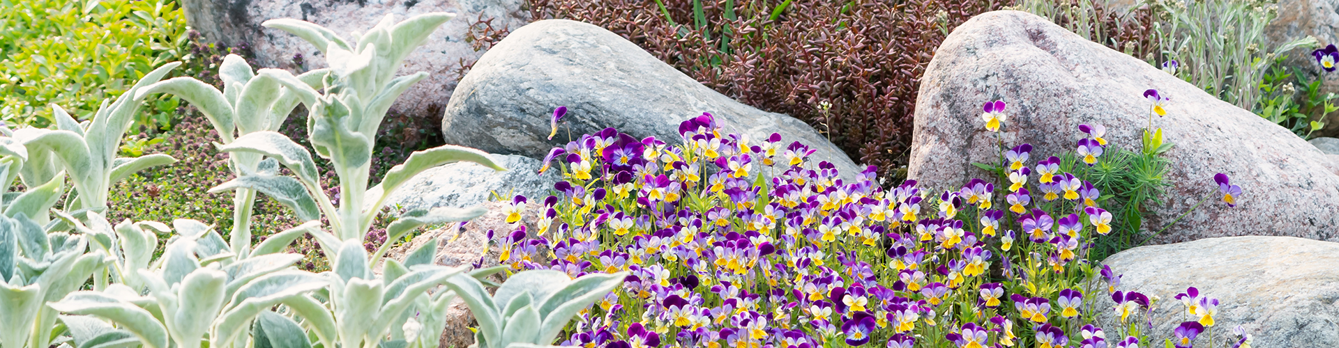 rock garden