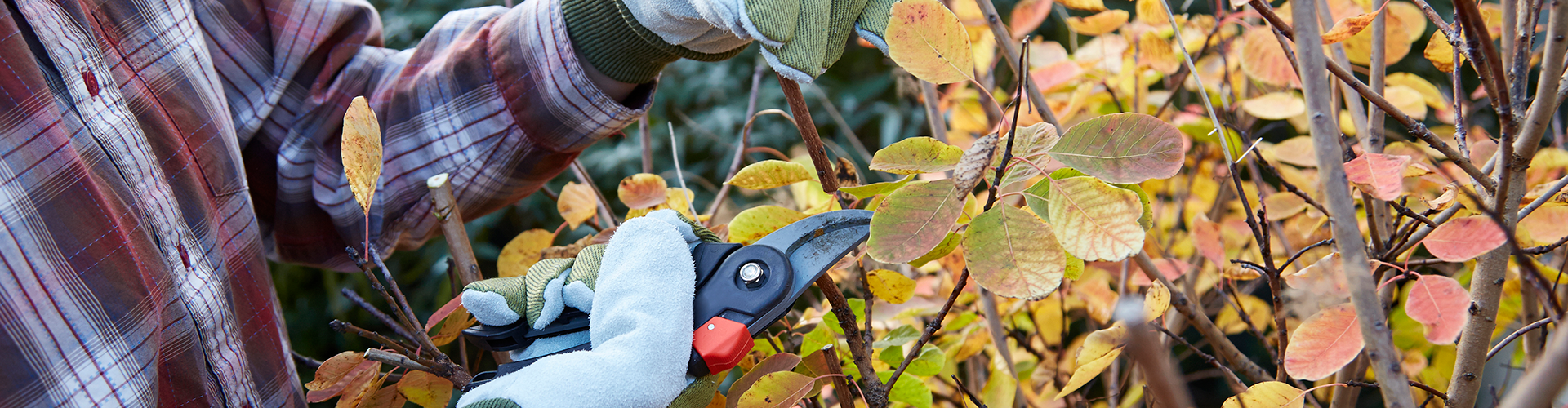 pruning