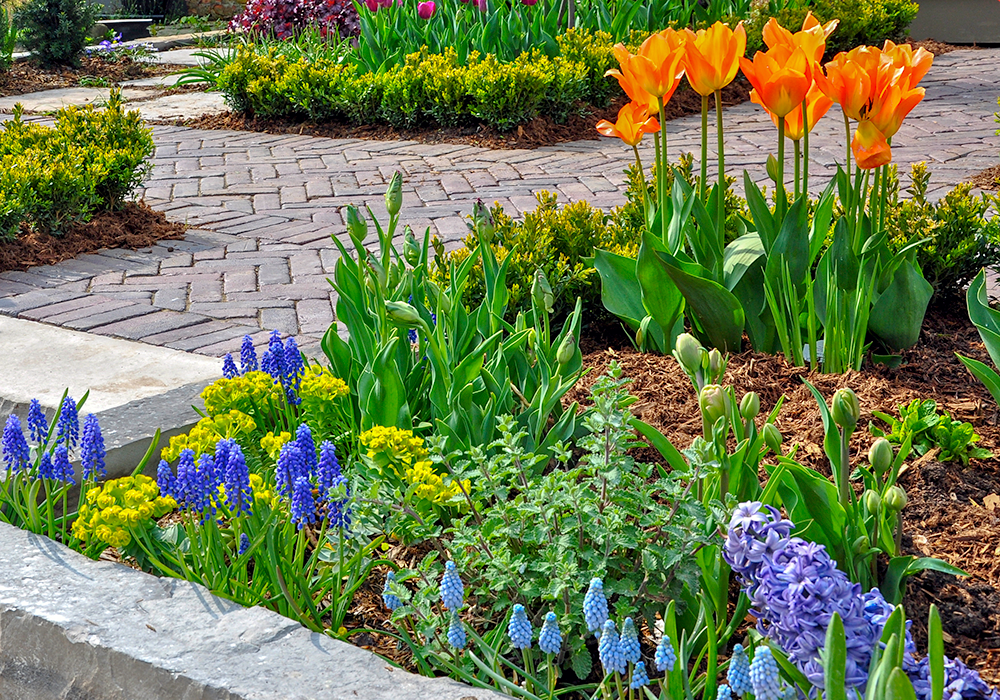 flowers in garden