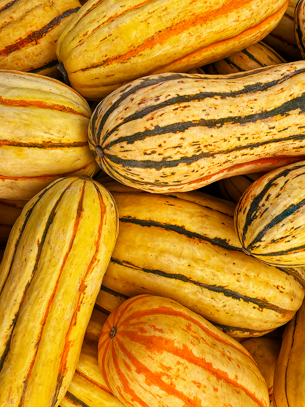 delicata squash