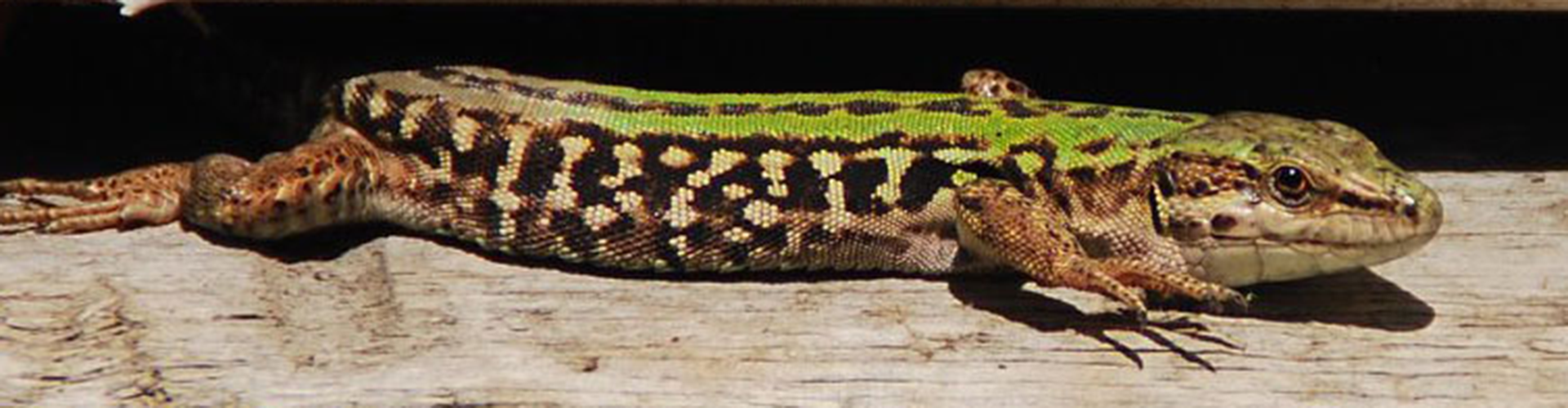 lizard