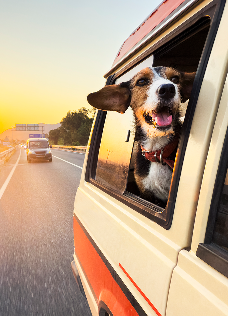 dog riding in car