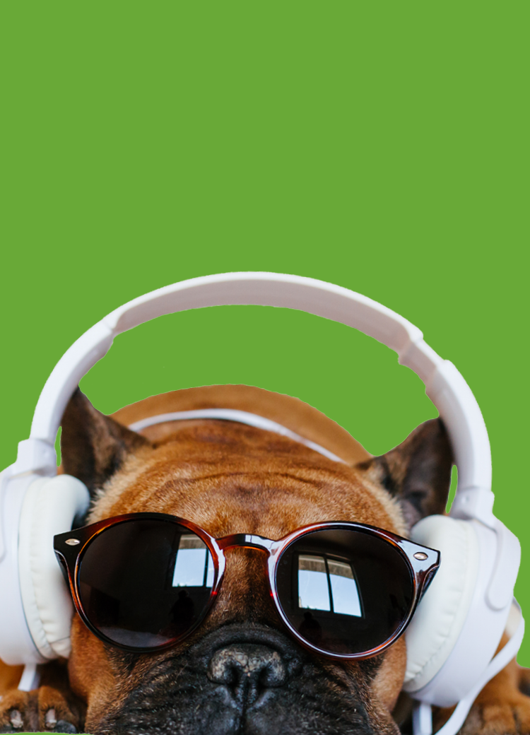 dog wearing headphones & sunglasses