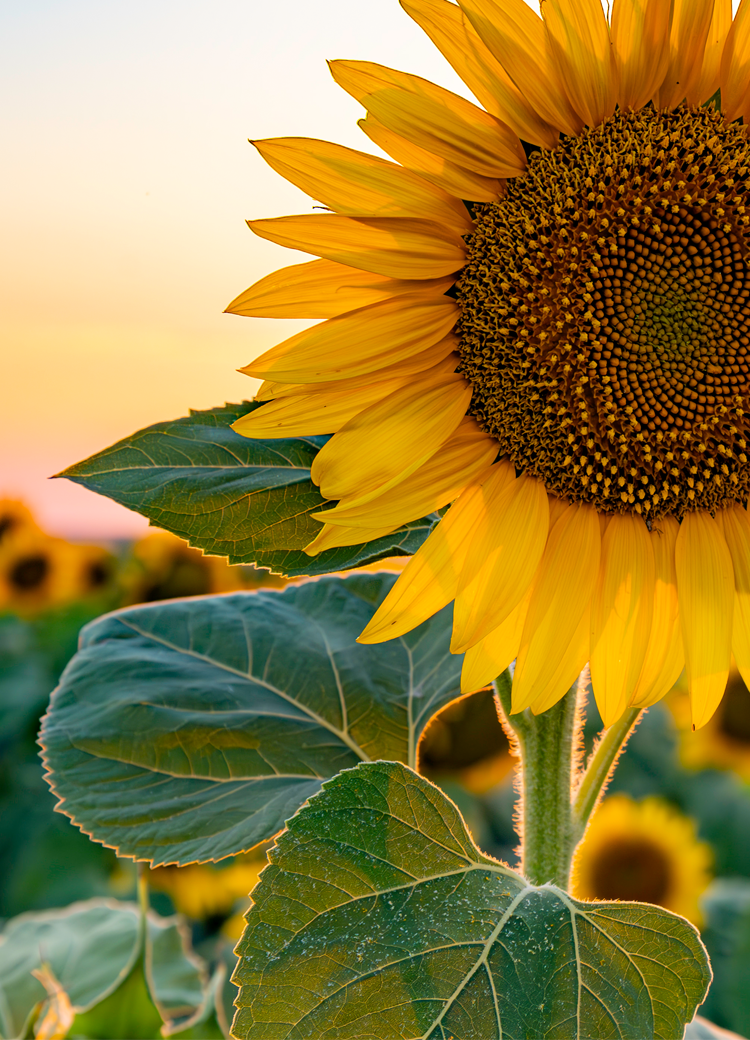 sunflower mobile featured