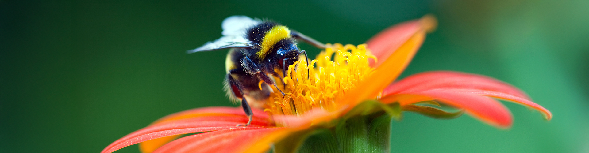 bee on flower