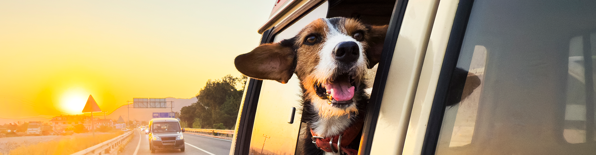 dog riding in car
