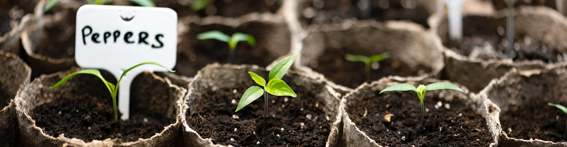 starter plants