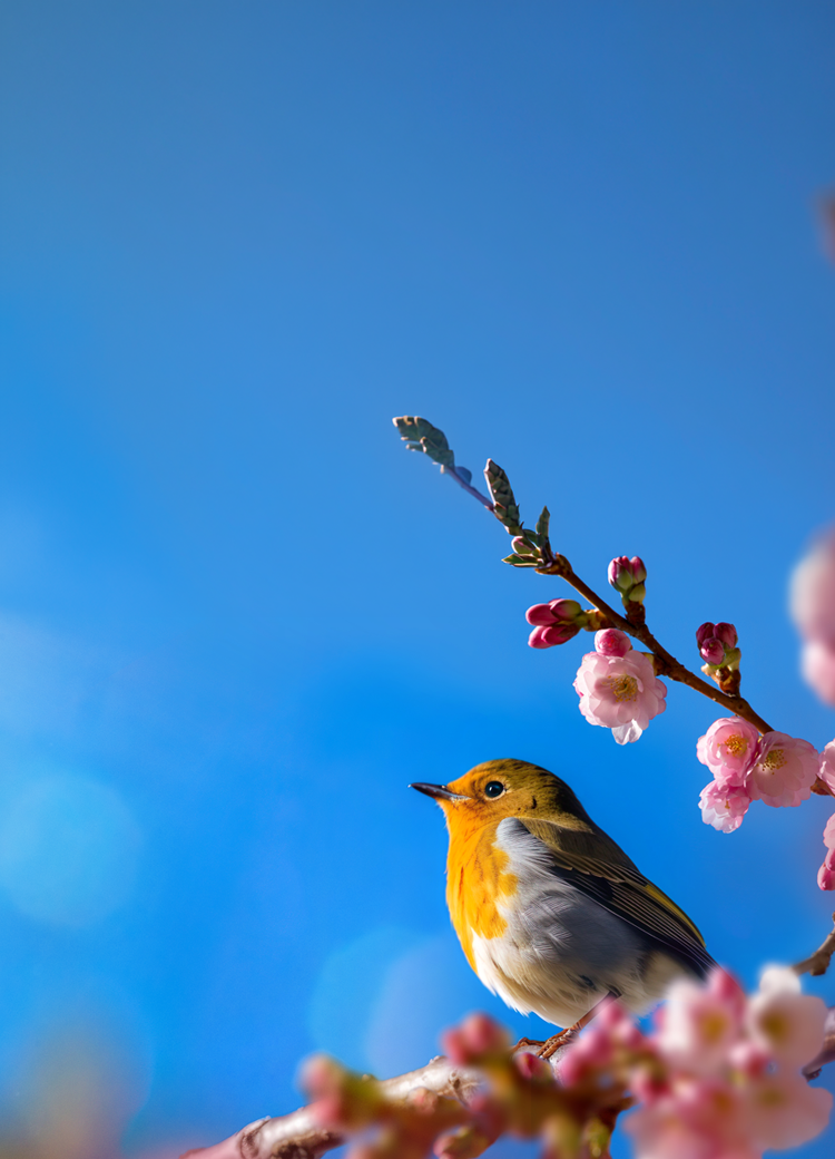 bird background mobile