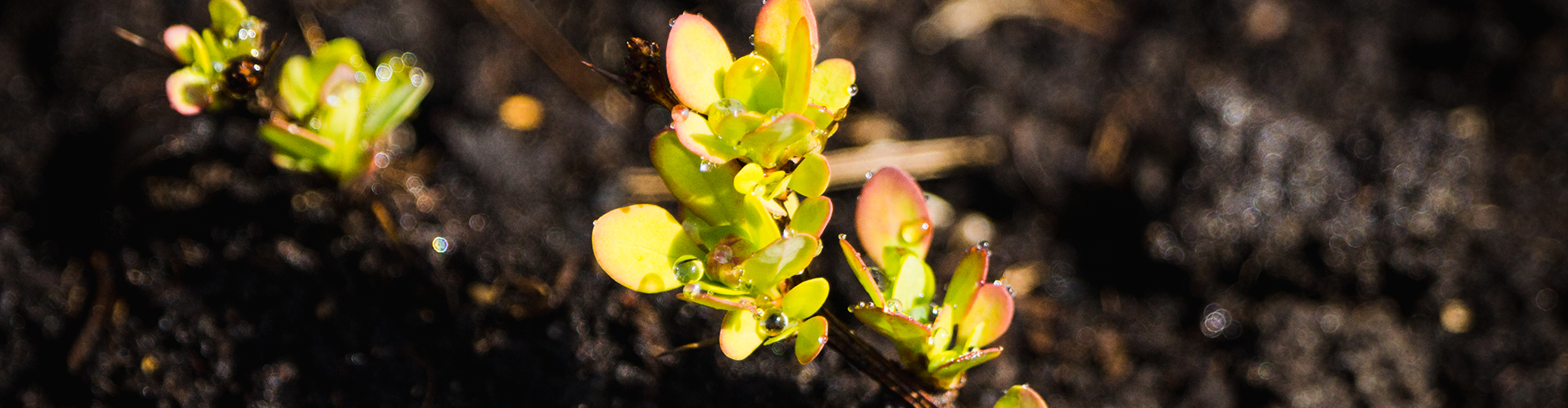 sprouting plant