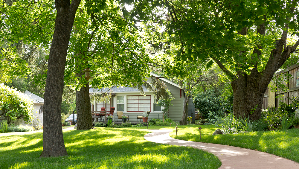trees in yard