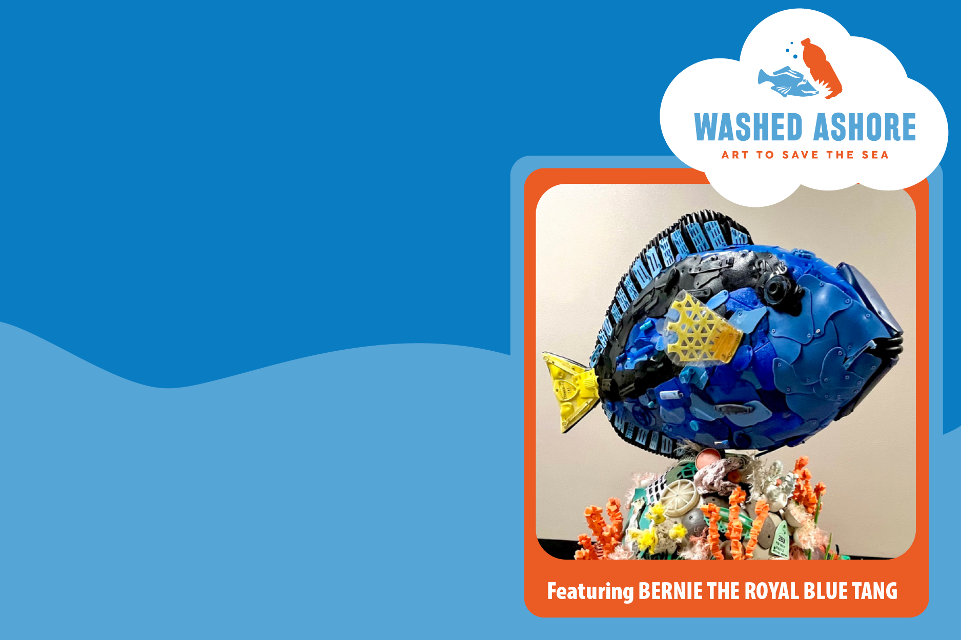 Bernie the Royal Blue Tang