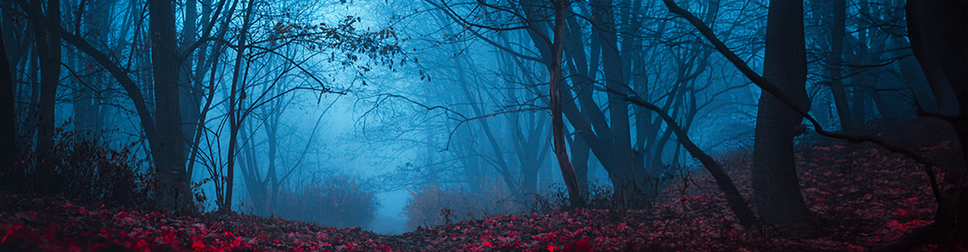 spooky forest