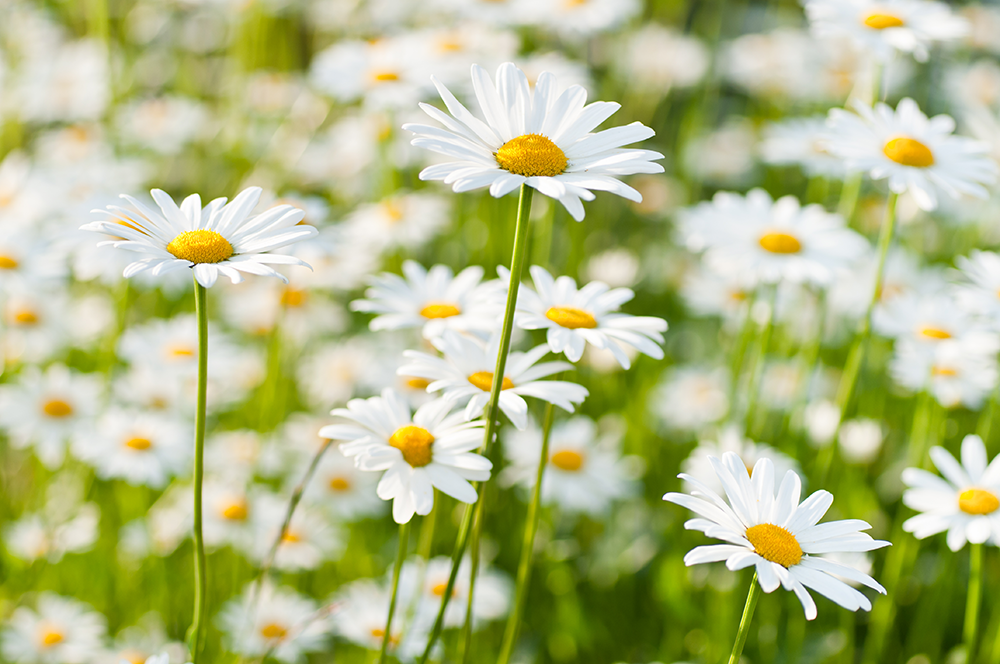 daisys