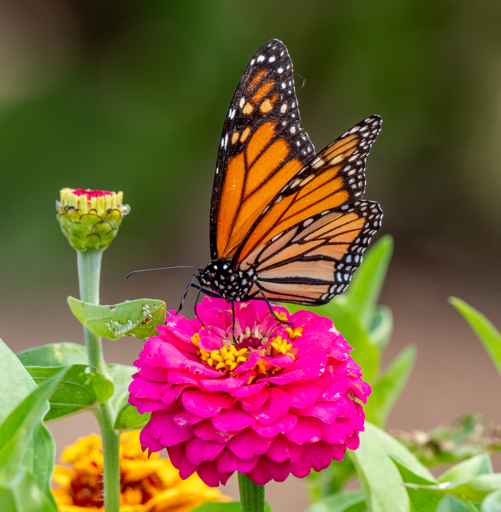 butterfly