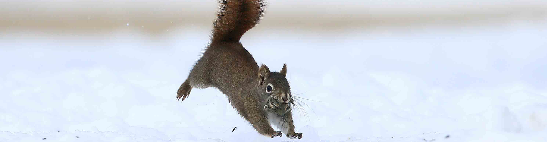 squirrel in snow