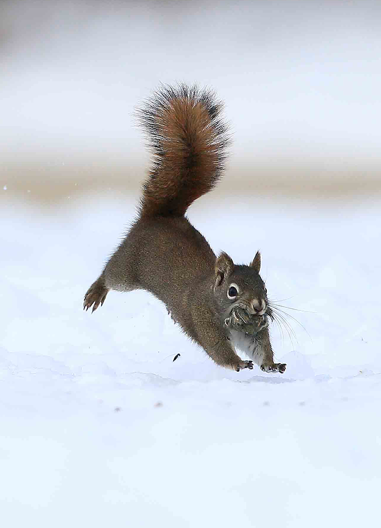squirrel in snow