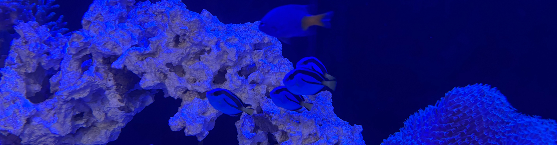 fish in aquarium