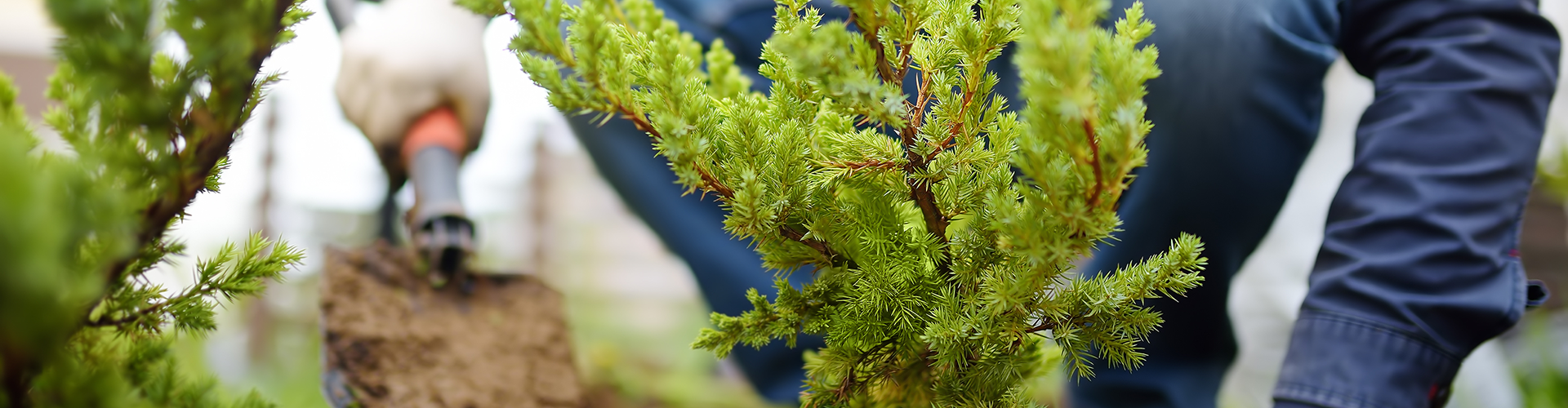 planting shrub