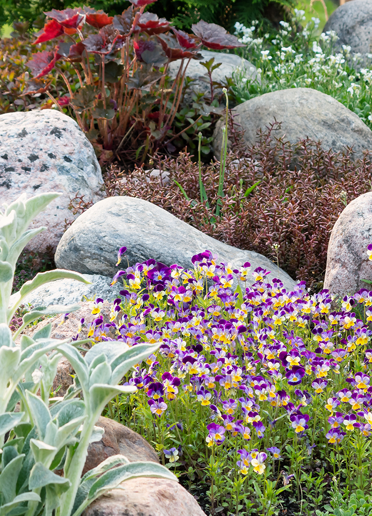 rock garden